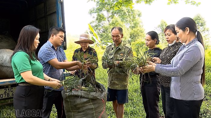 Hội Nông dân tỉnh và Ban quản lý Chương trình FFF II trao hỗ trợ 750 kg củ giống cây mạch môn cho 9 hộ dân trên địa bàn xã Việt Hồng